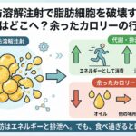 脂肪溶解注射で脂肪細胞を破壊すると脂肪はどこへ？余ったカロリーの行き先
